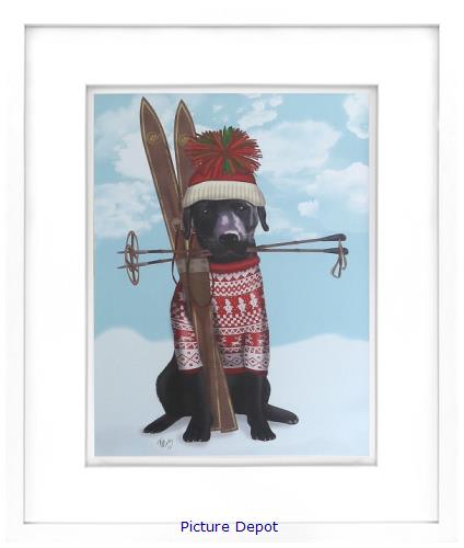 Picture of Black Labrador, Skiing GL01858