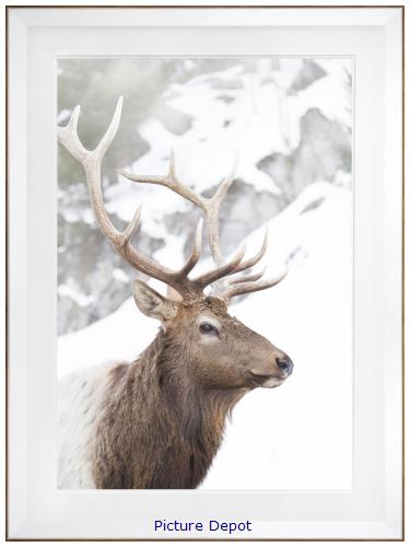 Picture of Winter Elk                                       GL0986