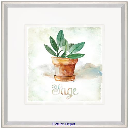 Picture of Potted Sage                       GL2687