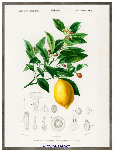 Picture of Botanique Lemon              GL212
