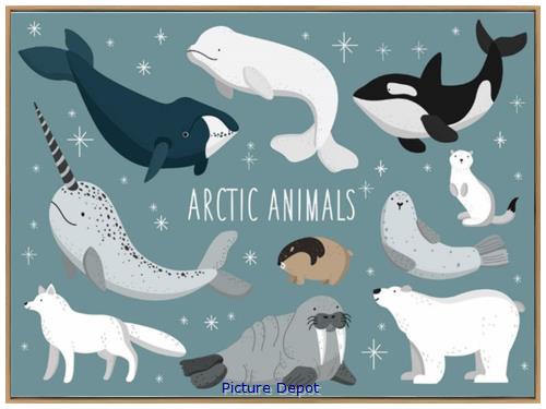 Picture of Arctic Animals         CA00019-1