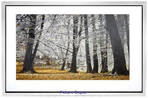 Picture of Autumn Tress And Leaves GL01802