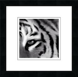 Picture of EYE OF THE  TIGER              39662 