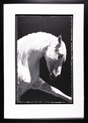 Picture of White Horse         91395 