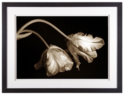 Picture of Sepia Tulips ( GL00040 )