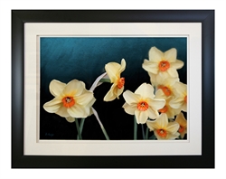 Picture of Daffodils ( GL00046 )