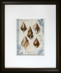 Picture of Seashell Collection II  GL00222