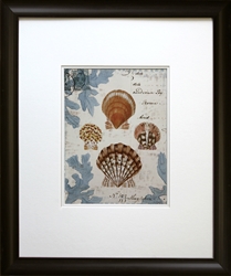 Picture of Seashell Collection I GL00221