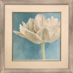 Picture of White Tulip 11   GL00312