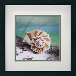 Picture of Shell & Driftwood I  GL00411