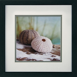 Picture of Shell & Driftwood III  GL00413