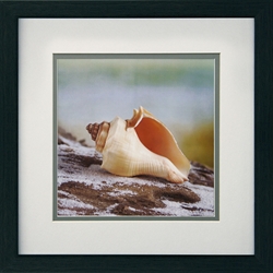 Picture of Shell & Driftwood IV GL00414