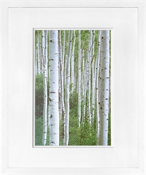 Picture of Early Autumn Aspens I GL01385 