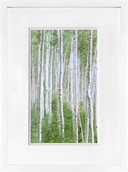 Picture of Early Autumn Aspens II  GL01386