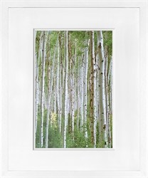 Picture of Early Autumn Aspens III  GL01387