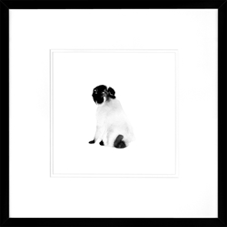 Picture of Black Dog Series I  GL01347