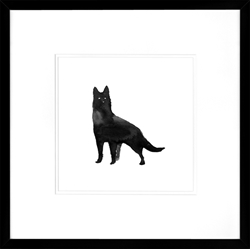 Picture of Black Dog Series II  GL01348