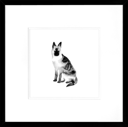 Picture of Black Dog Series IV   GL01350