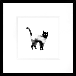 Picture of Black Cat Series V  GL01359