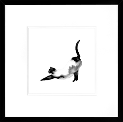 Picture of Black Cat Series VI   GL01360