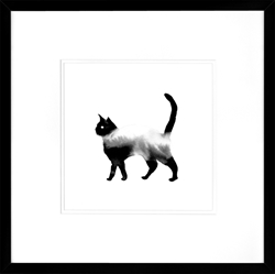 Picture of Black Cat Series VII   GL01361