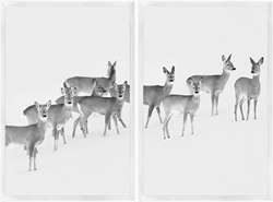 Picture of Friendly Deer I & II   GL1597