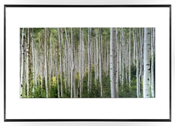 Picture of Early Autumn Aspens I  GL01385-1