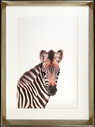 Picture of Baby Zebra GL01611