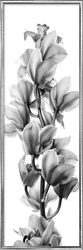 Picture of Orchid Flowers White Background l        GL1657