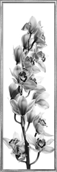 Picture of Orchid flowers white background ll              GL1658