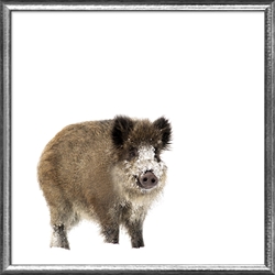 Picture of Wild Boar             GL1667