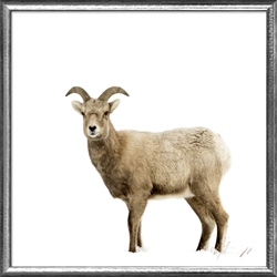 Picture of Big Horn Sheep                        GL1668