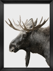 Picture of Moose Portrait                             GL1669