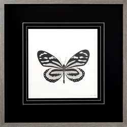 Picture of Butterfly III  GL0274