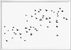 Picture of Birds Flying GL1822