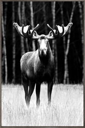 Picture of Black Moose  OP1147-1