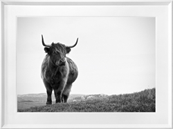 Picture of A Highland Cow Standing in the Fog   GL1871