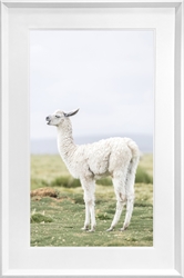 Picture of One Llama Along the Border  GL1881