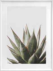 Picture of Cactus Succulent GL1884