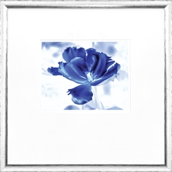 Picture of Blue Ice Tulip                                  GL0944