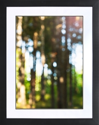 Picture of BLured forest                                   GL0746