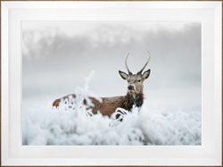 Picture of Winter Wonderer                             GL0985