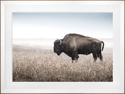 Picture of Bison Field                                         GL0984