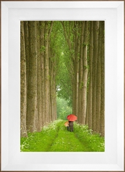 Picture of Two Umbrellas, Belgium                  GL0917