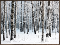 Picture of Birch Trees in Snow                        OP1394-1