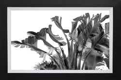 Picture of Tropical Velvet II – B&W                  GL0142