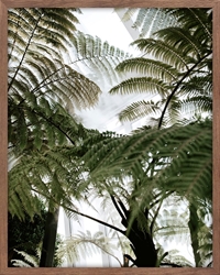 Picture of Green Fern Tree                  GL6787