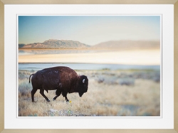 Picture of Bison in the Field                 GL2549