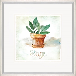 Picture of Potted Sage                       GL2687
