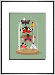 Picture of Moths Collection in Bell Jar         GL2976